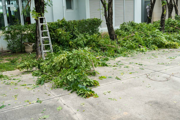 Best Fruit Tree Pruning  in Park City, UT