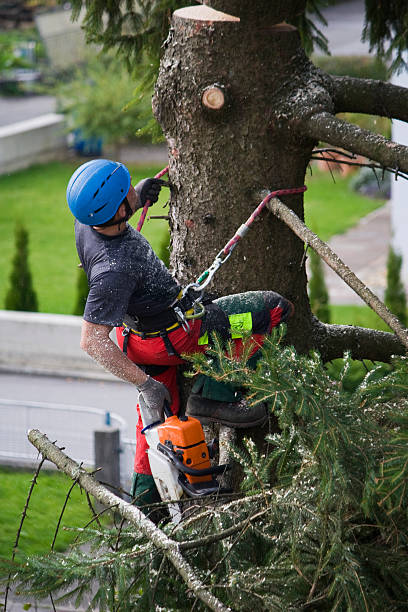 Best Tree Maintenance Programs  in Park City, UT