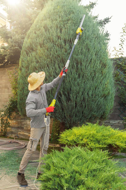 Best Storm Damage Tree Cleanup  in Park City, UT